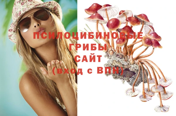 прущие грибы Вязники