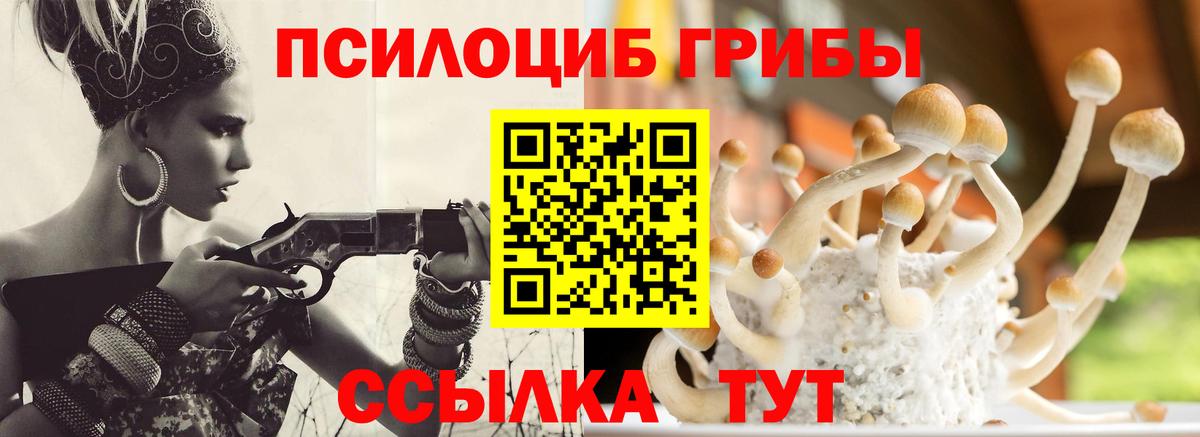 Псилоцибиновые грибы Psilocybe Нерюнгри